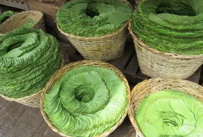 Betel leaves at the market Myanmar