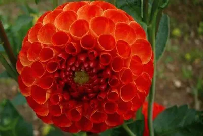 dahlia pompon