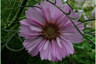 cosmos jigsaw puzzle