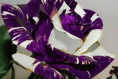 Beautiful jigsaw puzzle