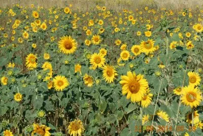 GIRASOLI jigsaw puzzle