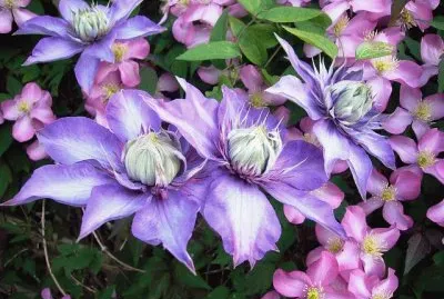 Clematis