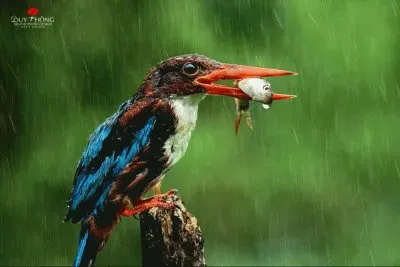 alimento jigsaw puzzle