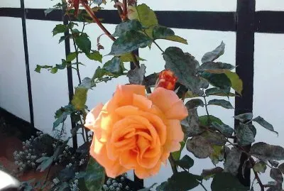 Rosa anaranjada resplandeciente