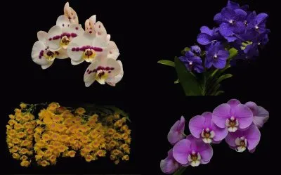 orquideas jigsaw puzzle
