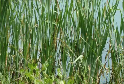 Reed beds Rutland water