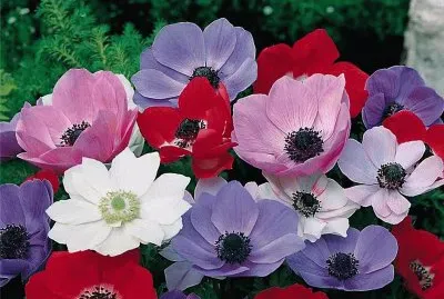 anemone