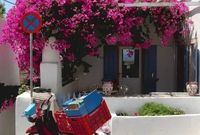 Bougainvillaea  Greece