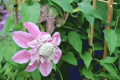 פאזל של clematite