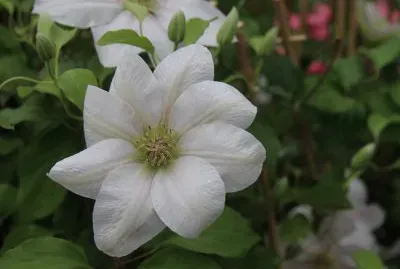 clematite jigsaw puzzle