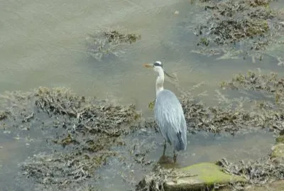 Heron Mawwdach estuary jigsaw puzzle