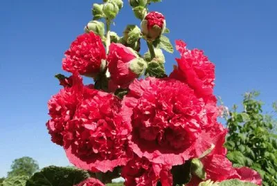 rose tremiere jigsaw puzzle