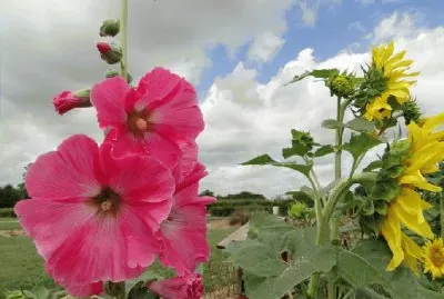 rose tremiere jigsaw puzzle