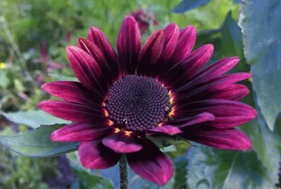 פאזל של tournesol