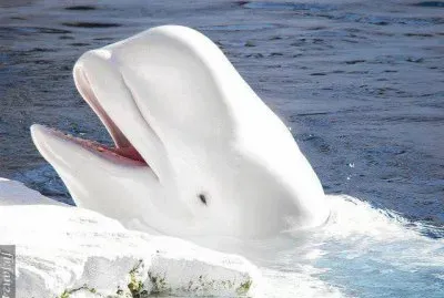 פאזל של marinas