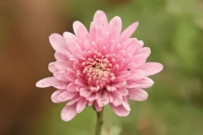 פאזל של chrysanthemum