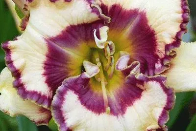 hemerocalle jigsaw puzzle