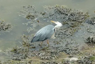 Heron Mawwddach estuary