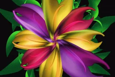 Morning Glory