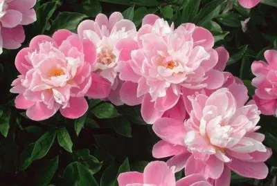 פאזל של fleurs: pivoines