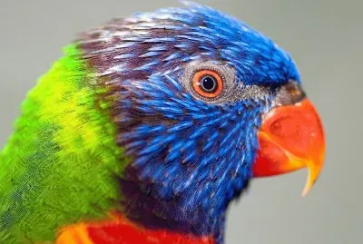 Periquito jigsaw puzzle