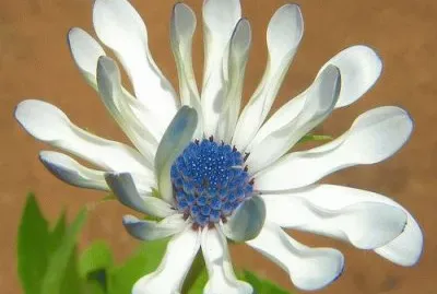 Dimorphotheca Flower  Uganda jigsaw puzzle