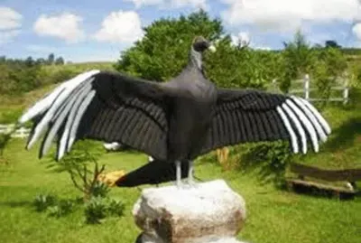 Urubu