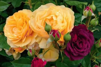 Roses