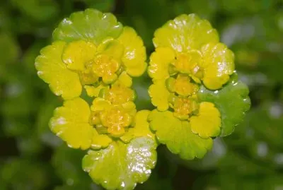 dorine Ã  feuilles alternes