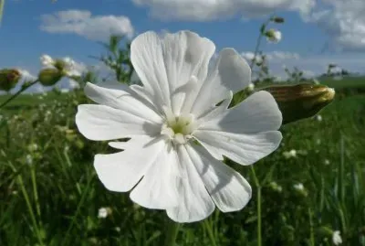 silene jigsaw puzzle