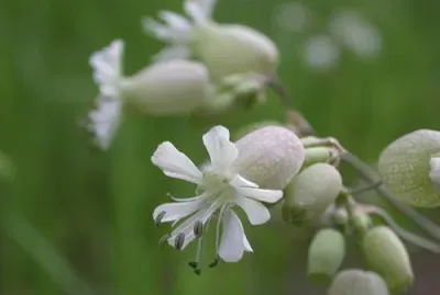 silÃ©ne jigsaw puzzle