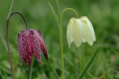 fritilaire pintade jigsaw puzzle