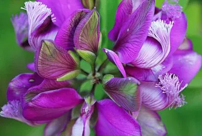 The Purple Color jigsaw puzzle