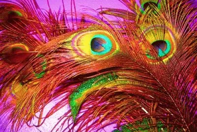 Peacock Feathers jigsaw puzzle