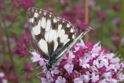 papillon jigsaw puzzle