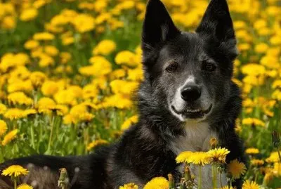 cÃ£o jigsaw puzzle