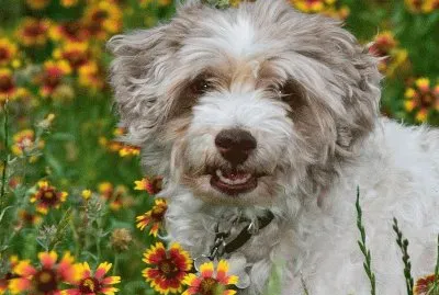 פאזל של cÃ£o