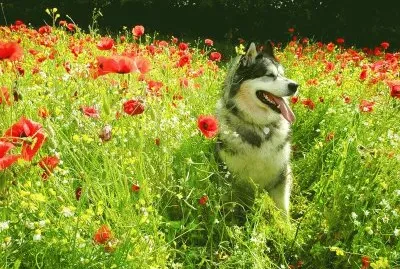 cÃ£o