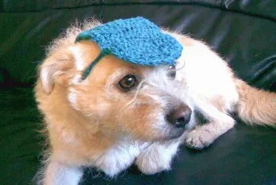 cappellino