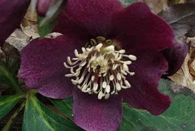 hÃ©llebore jigsaw puzzle