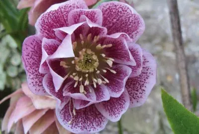 פאזל של hÃ©llÃ©bore