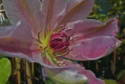 fleurs: clÃ©matites jigsaw puzzle