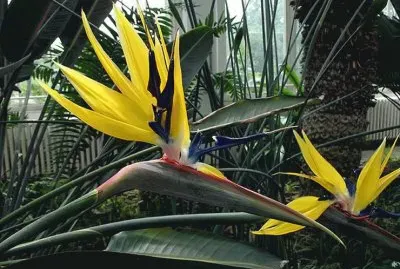 fleurs: Strelitzia_reginae jigsaw puzzle