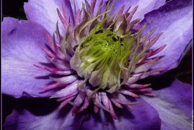 fleurs: clÃ©matites jigsaw puzzle