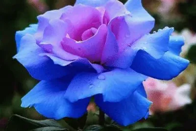 fleurs: roses jigsaw puzzle