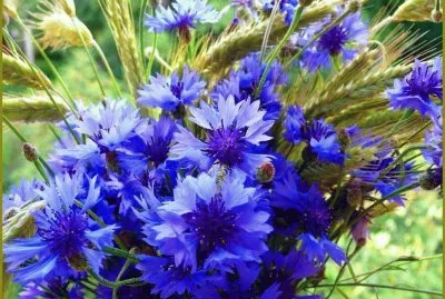 fleurs jigsaw puzzle