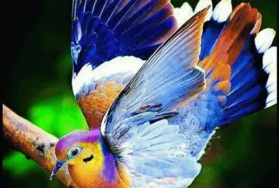pigeon jigsaw puzzle