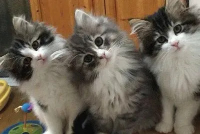 chatons