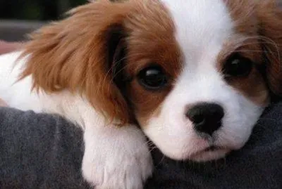 chiot