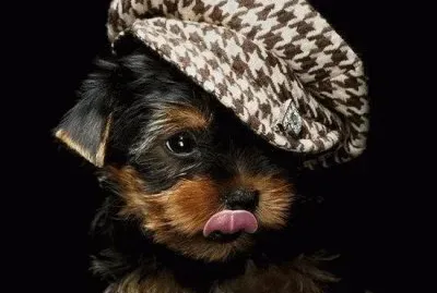 chiot